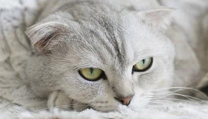 开云——引领时尚与奢华的新时代风尚