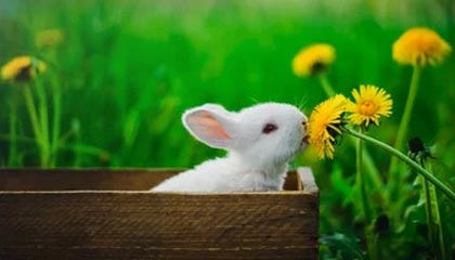 开云官网：一场关于品质与体验的数字旅程